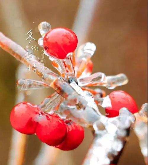 雪花飘落，冬日初雪（2024年的第一场雪）