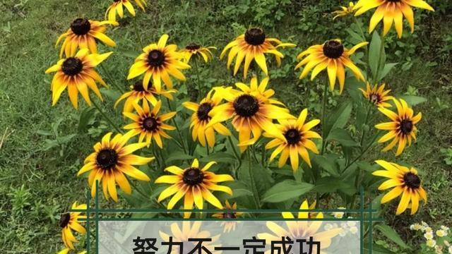 追寻内心的光芒（追寻内心的光芒）