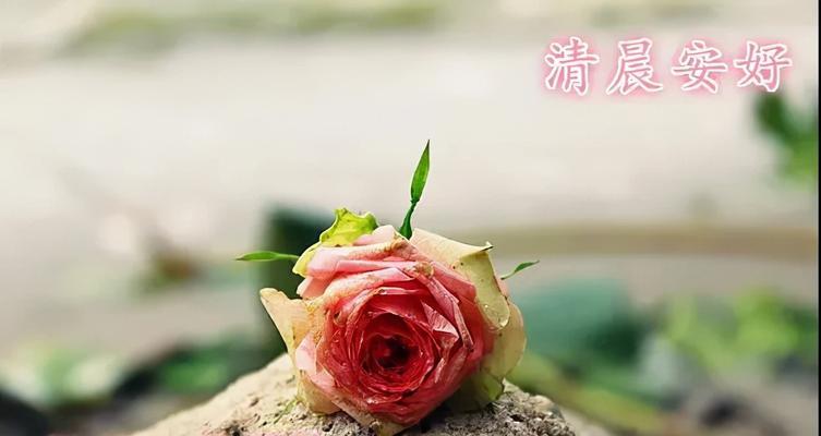 唯美句子祝福你，美好如白露的清晨（唯美句子祝福你）