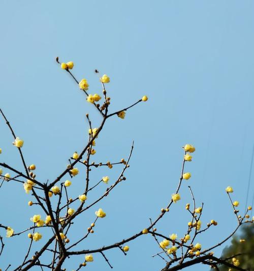 芳香四溢怎么写（《用爱与关注，让花海更美丽》）