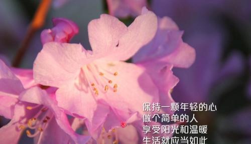 芳菲如斯，心事释怀（用唯美句子表达心灵的慰藉）