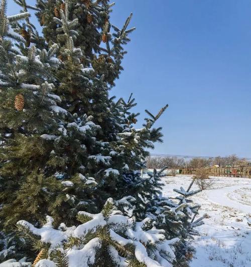 初雪之梦（2024年的第一场雪）