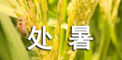 思念与祝福，远方的处暑（唯美短句汇聚）