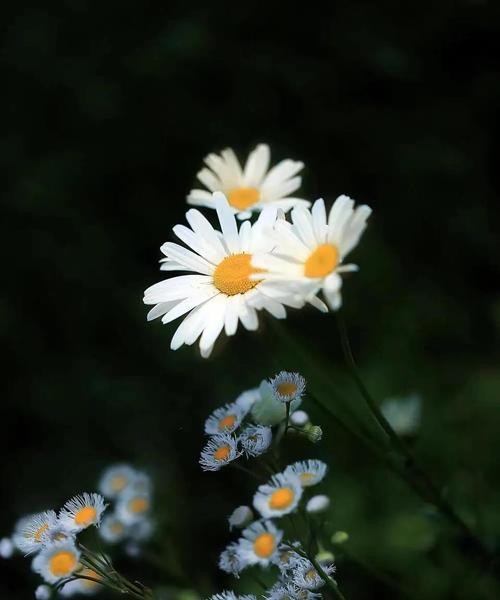 清风拂面花香弥漫暖阳照耀（清风拂面花香弥漫暖阳照耀）